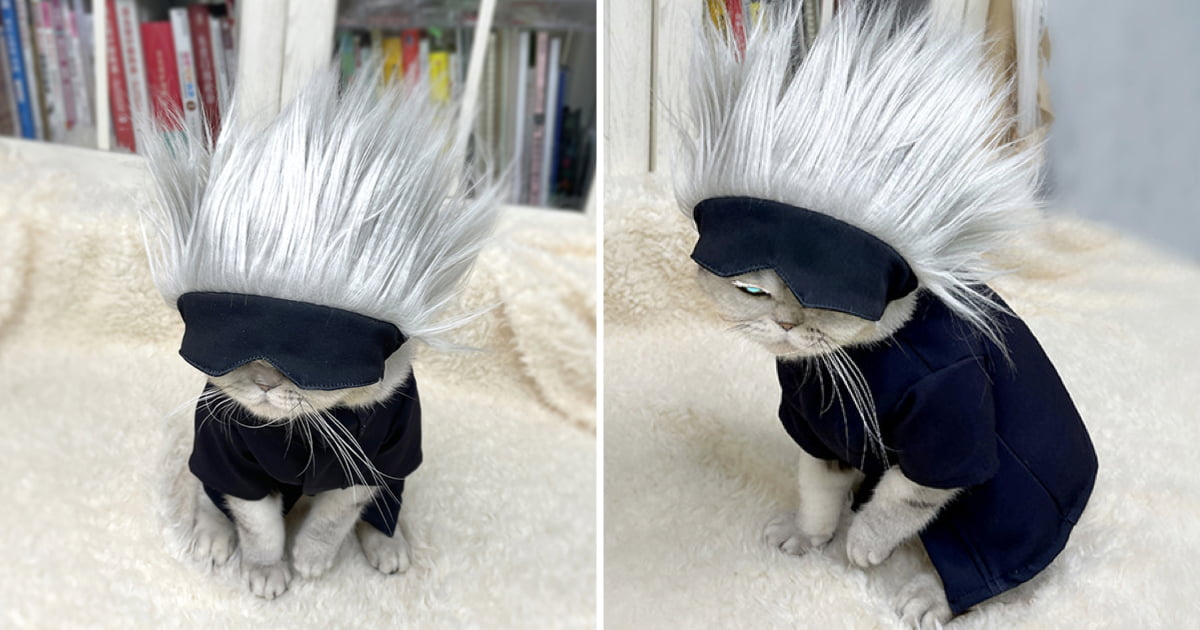 Turn Your Cat Into Gojo Satoru From 'Jujutsu Kaisen' - 9GAG