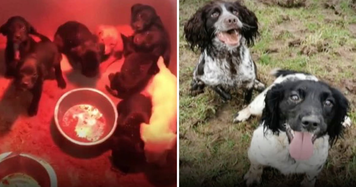 Man Discovers 70 Stolen Dogs During Search For His Own Missing Spaniels ...