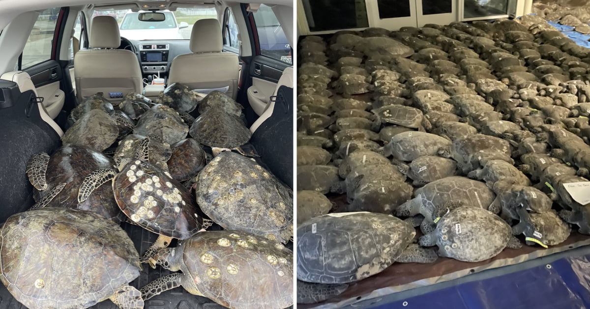 Retired Woman Spends Winters Rescuing Turtles - 9GAG