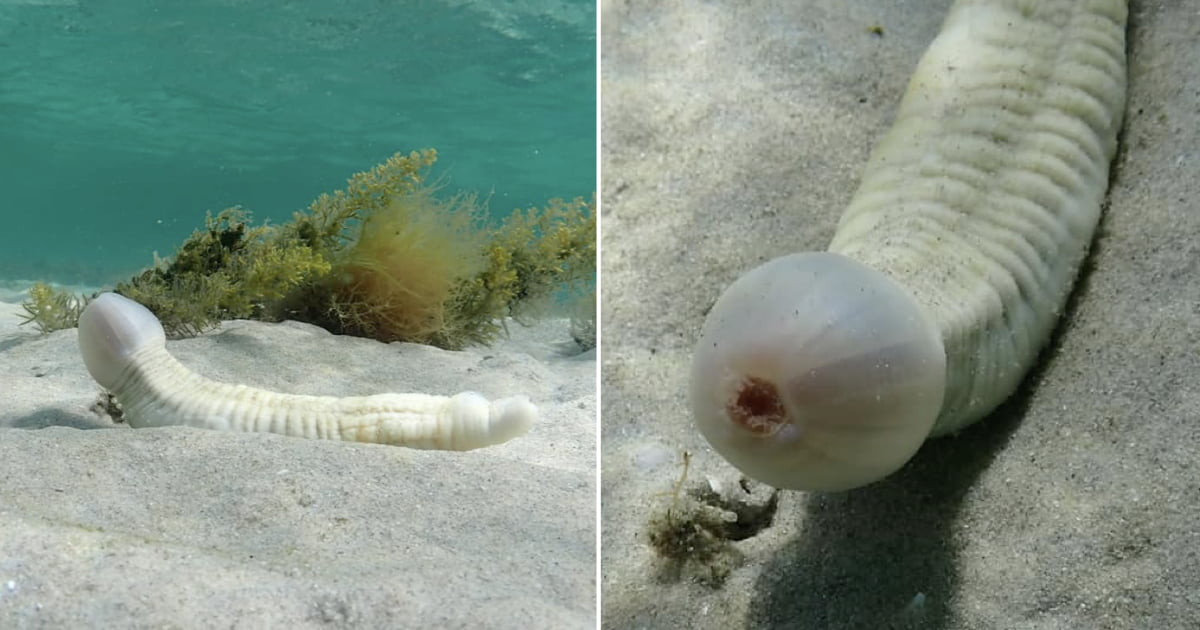 Diver Photographs Strange Penis Worm At The Bottom Of The Ocean - 9GAG