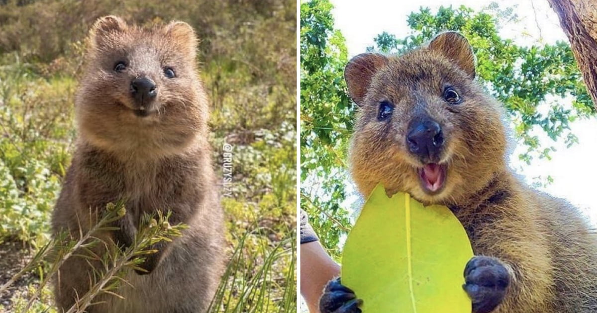 15 Photos Of Quokkas That Show They Are The Happiest-Looking Animals On  Earth - 9GAG