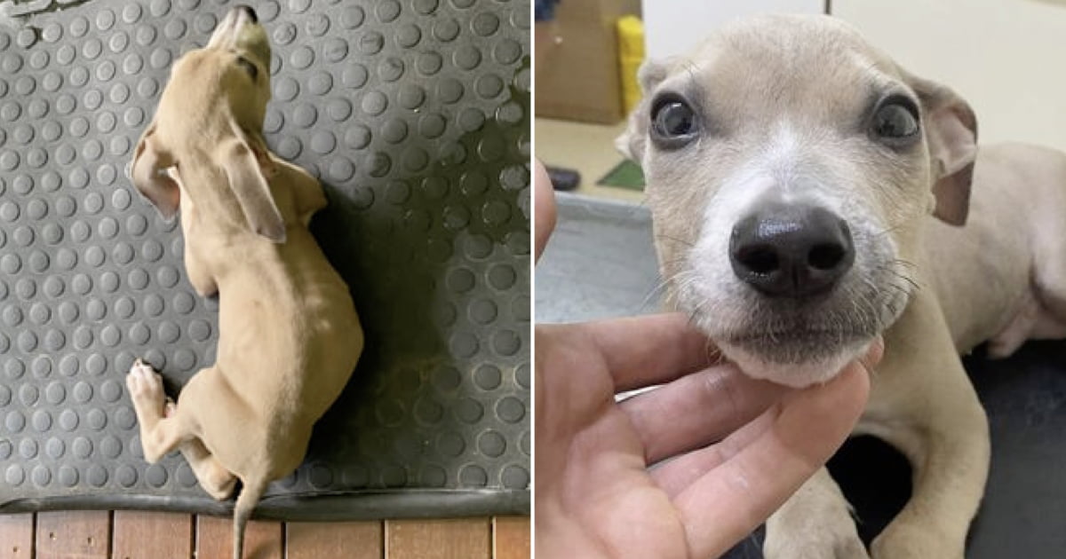 Couple Who Fed Puppies Only Vegan Food Are Fined And Banned From Owning Pets 9GAG