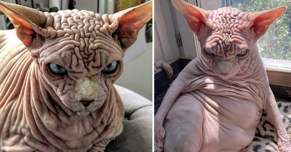 Meet Xherdan, The Extra-Wrinkly Sphynx Cat - 9GAG