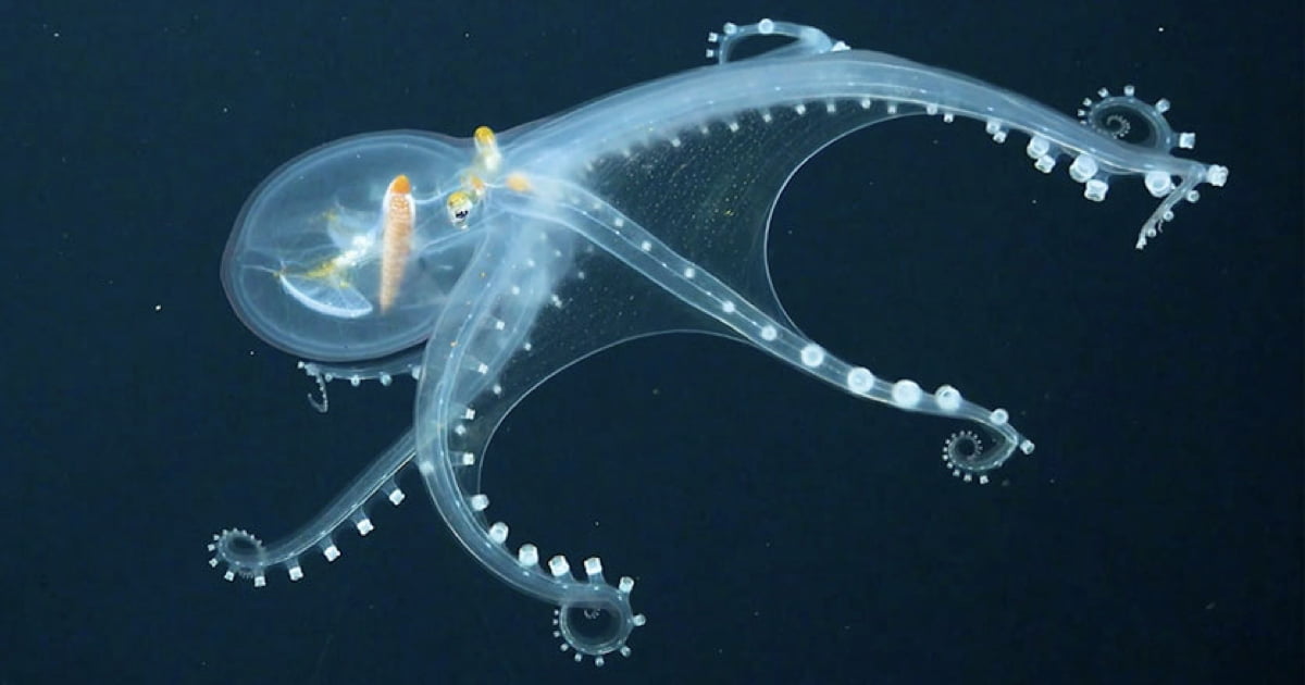 Glass Octopus With Transparent Skin Captured On Camera - 9GAG