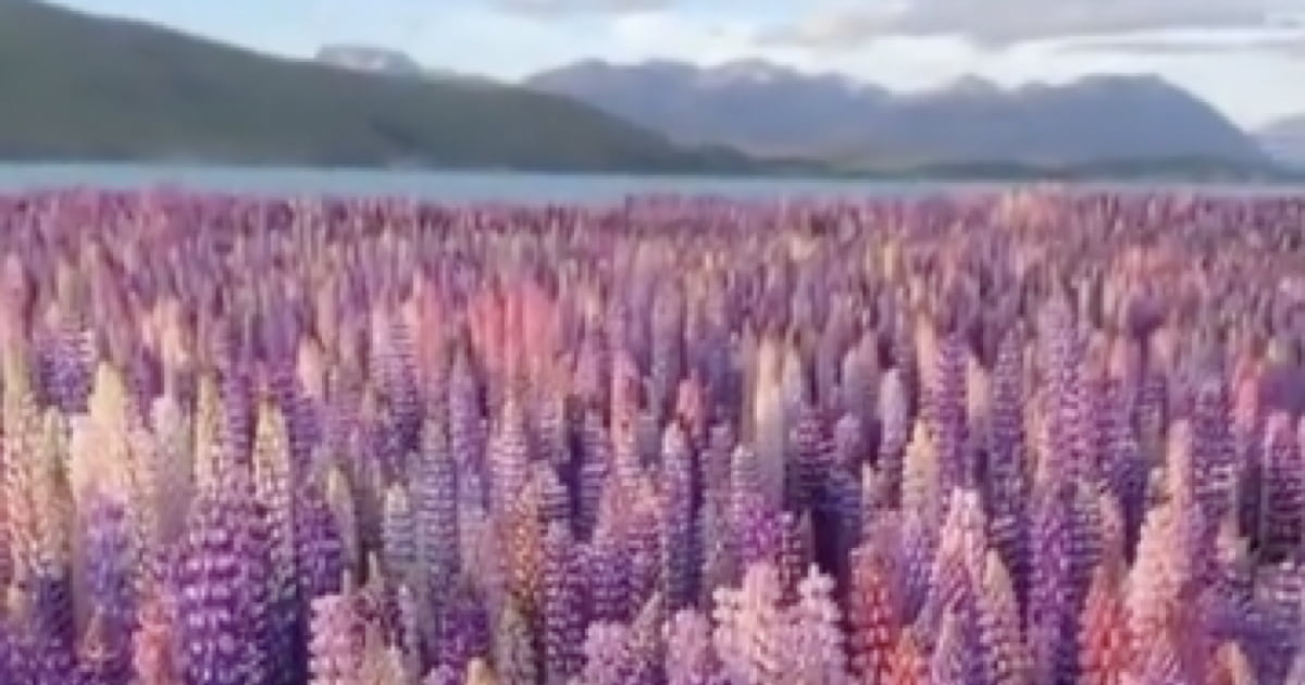 Insanely beautiful field of lupine in New Zealand - 9GAG