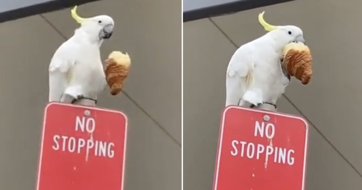 Parrot eating a croissant 9GAG