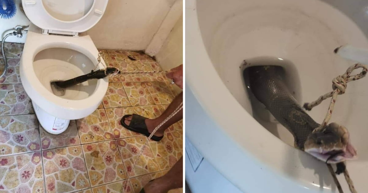 Huge Snake Emerges From Toilet Bowl In Thailand 9GAG   59647496 1631502608.8085 AzU5YR N 