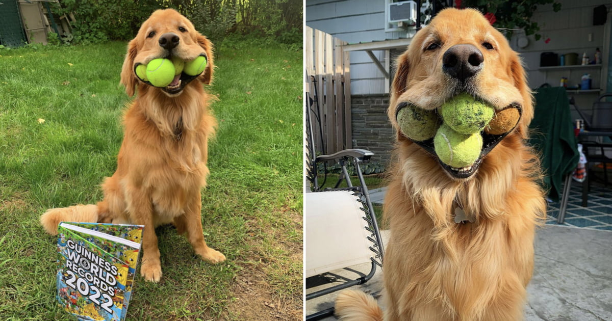 Finley The Golden Retriever Breaks Guinness World Record For Most