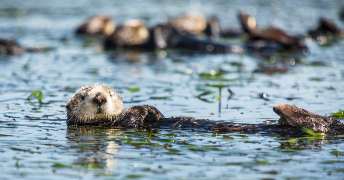 Seagrass Has More Sex When Otters Are Around Ecologists Found 9gag