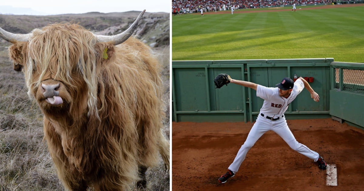 PETA calls for MLB to stop use of term 'bullpen,' use 'arm barn