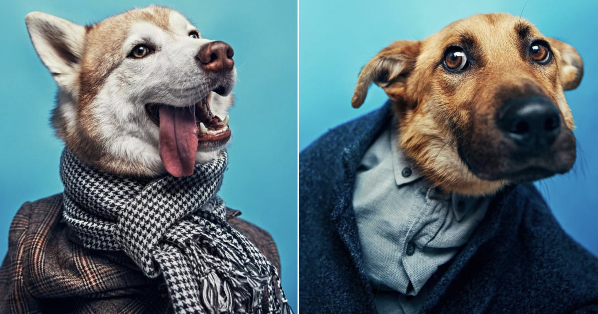 Animal Shelter Dressed Dogs In Human Clothes To Help Them Find Homes - 9GAG