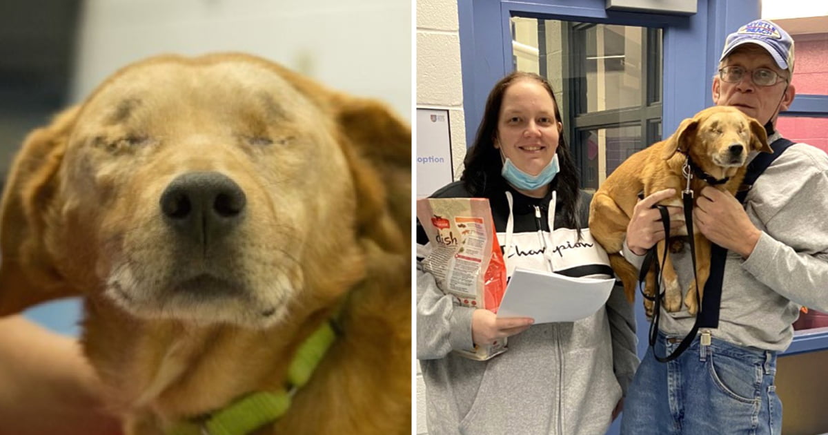 after-five-years-in-shelter-9-year-old-dog-got-adopted-in-time-for