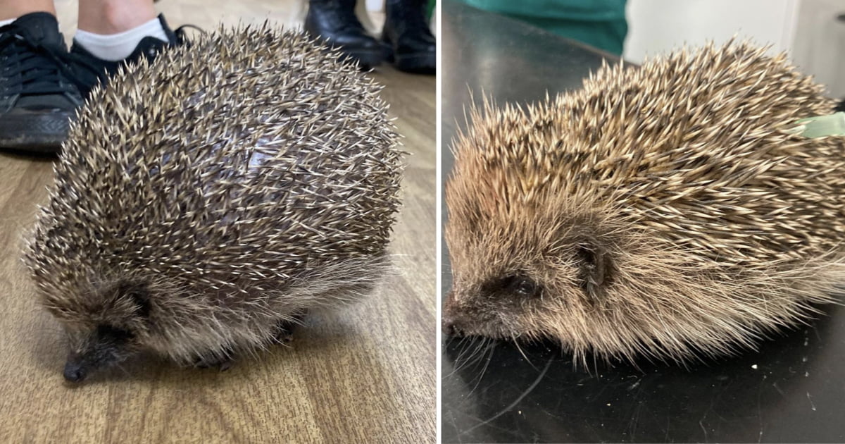 Hedgehog Deflated By Vet After Ballooning Up To Size Of Melon - 9GAG