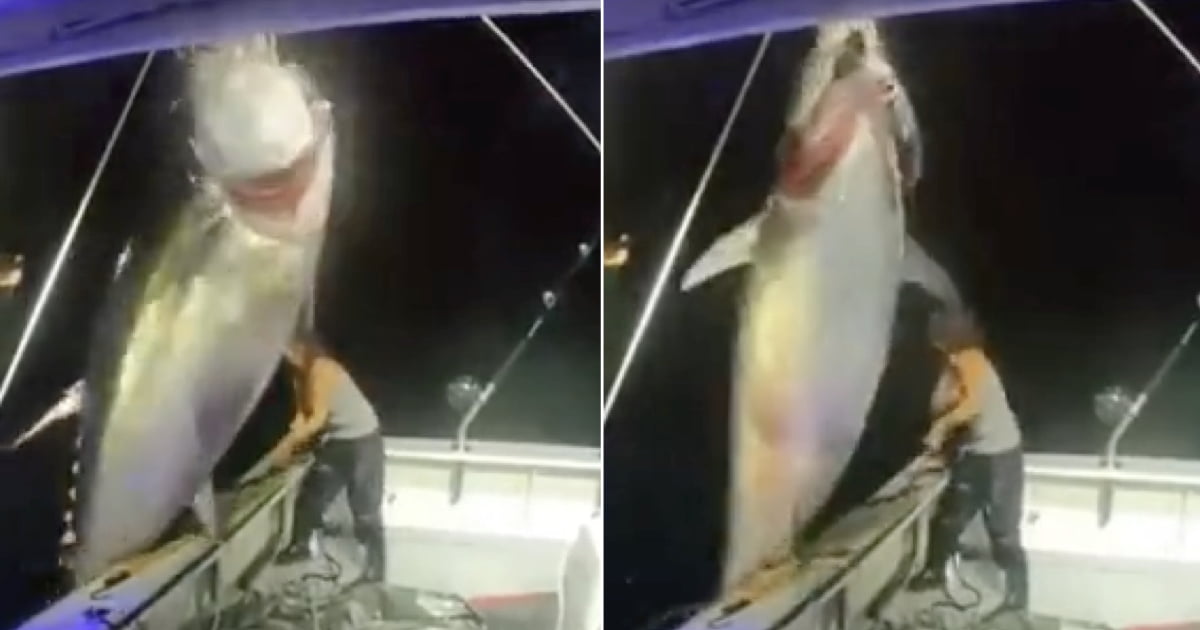 1000 pound bluefin tuna landed solo by Michelle Bancewicz Cicale - 9GAG