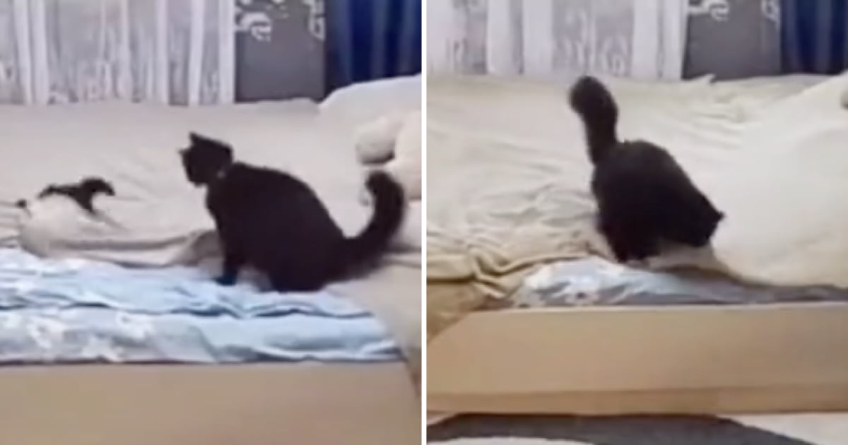 Momma cat fixes bed after her kitten messed it up 9GAG