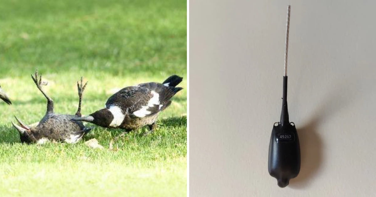 Be surprised suspension Defective Magpies Outwitted Scientists By Helping Each Other Remove Tracking Devices  - 9GAG
