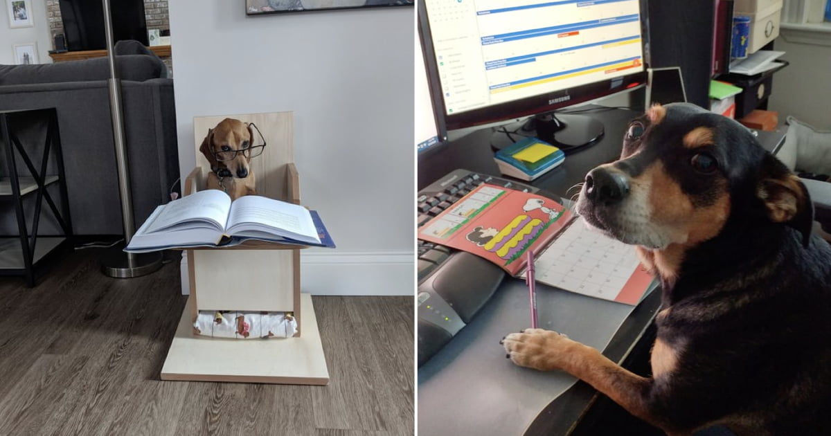 Professor Asks Students To Send Photos Of Their Dogs Doing Homework And ...