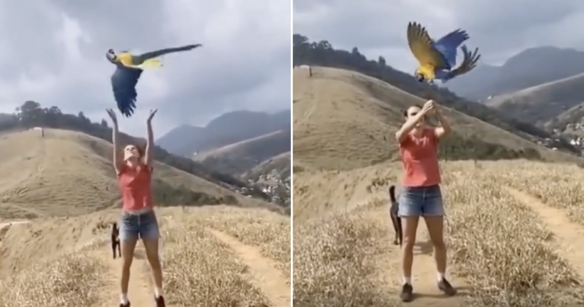 Throwing a parrot 9GAG