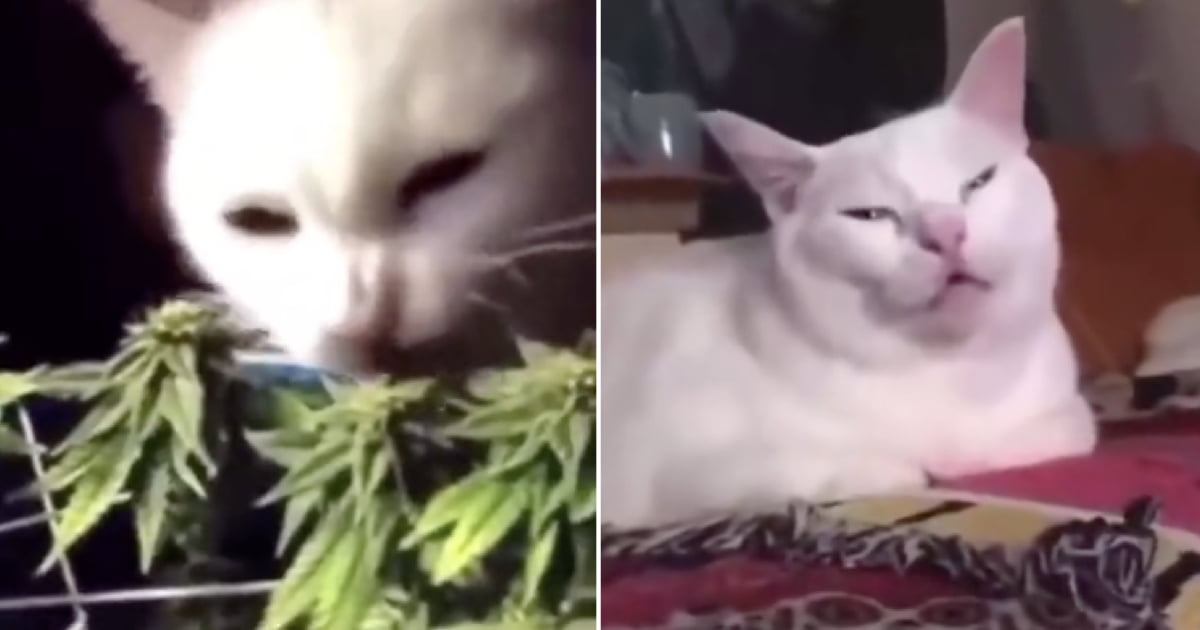 When The Catnip Hits - 9gag