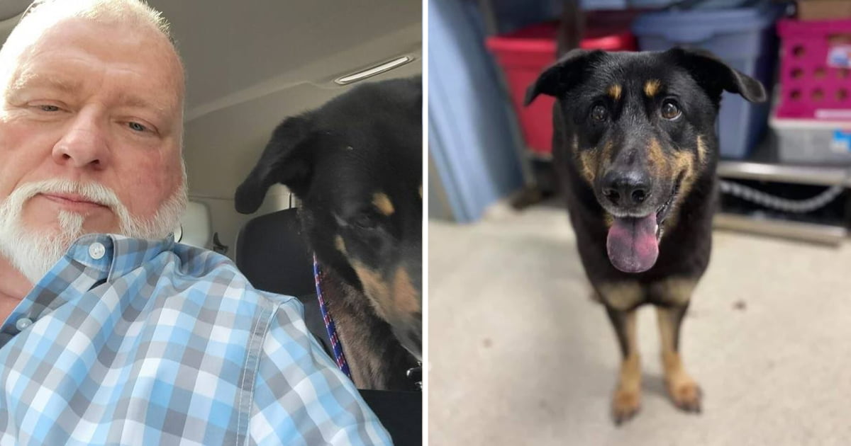 Dog Abandoned For Being 'Gay' Gets Adopted By Same-Sex Couple - 9GAG