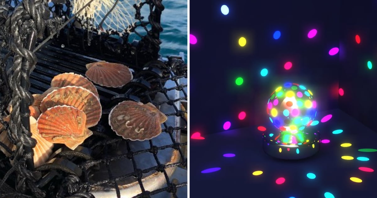 Scientists Discover Scallops Love 'Disco' Lights 9GAG
