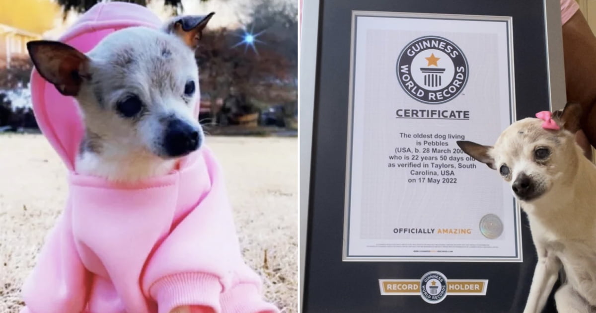 Pebbles The Toy Fox Terrier Named World's 'Oldest Living Dog' At 22 9GAG