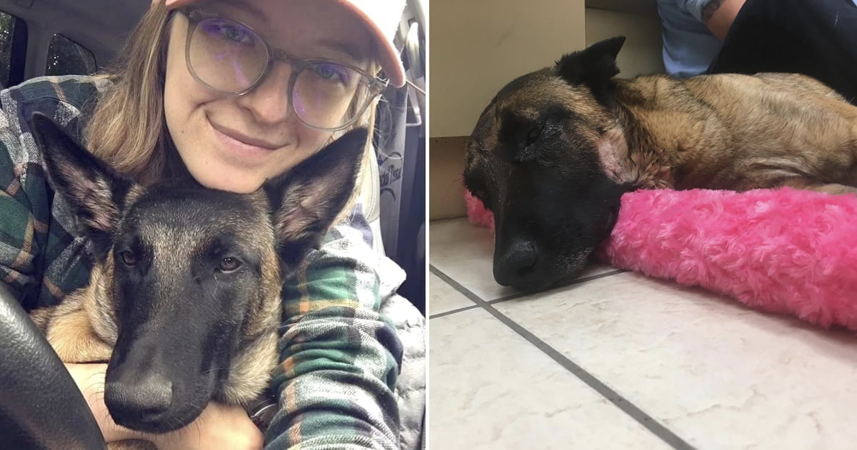 Hero Dog Eva Who Saved Owner From Mountain Lion Dies A Month After