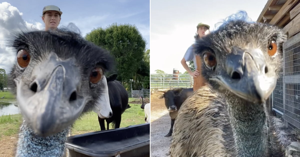 Emmanuel The Emu Wins The After Constantly Interrupting Farm