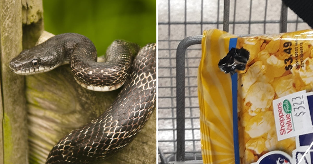 Woman Finds Snake Inside Popcorn Bag At Grocery Store 9GAG