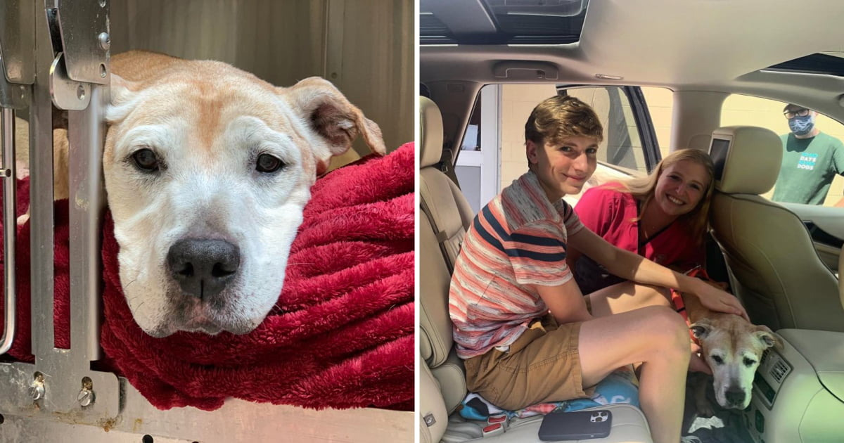 15-year-old-dog-returned-to-shelter-by-owners-gets-adopted-by-family-9gag