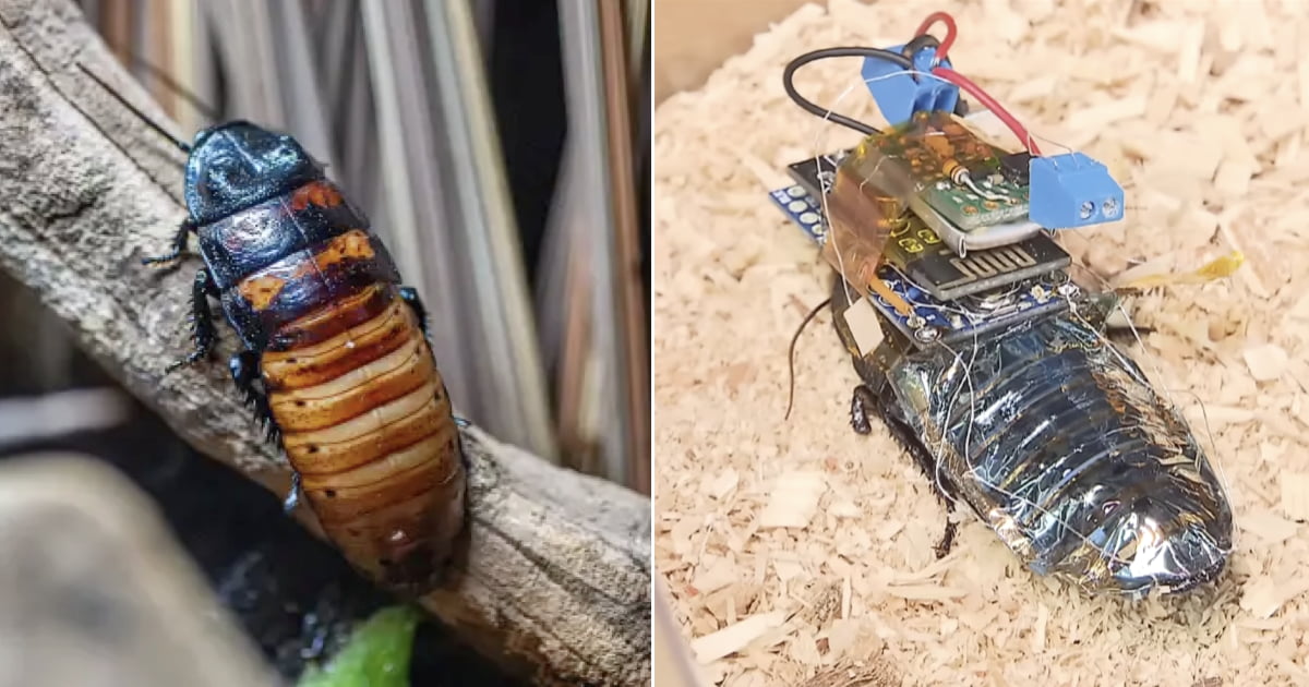 Japanese Researchers Create Cyborg Cockroaches To Help In Urban Search Rescue Missions 9gag