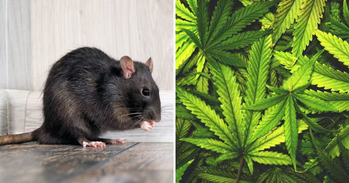India Police Say Rats Ate 200kg Of Seized Cannabis Kept In Police