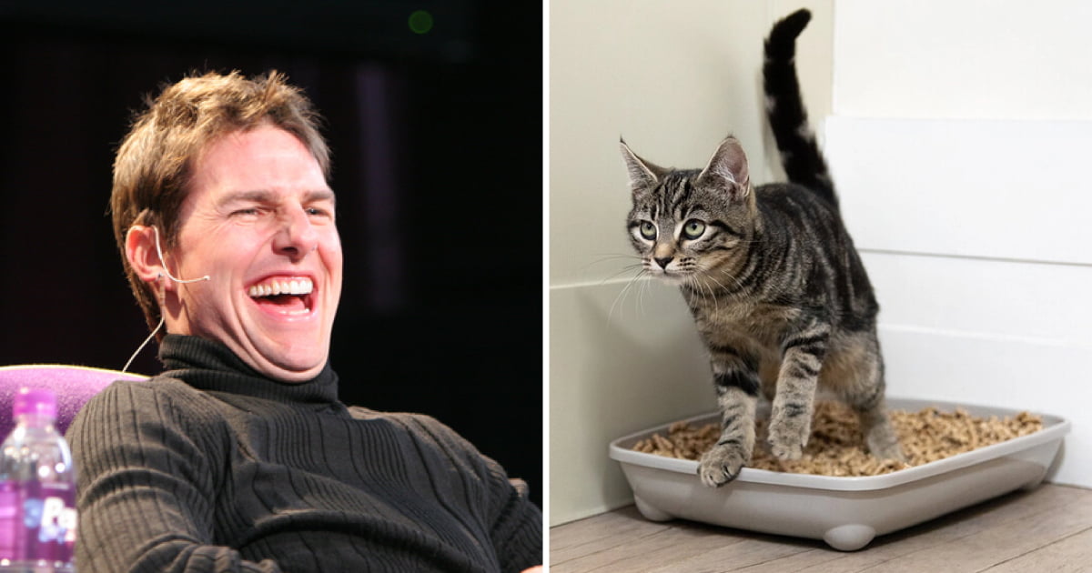 Animal Shelter Lets Donors Name Cat Litter Boxes After Their Exes For Valentine’s Day 9GAG