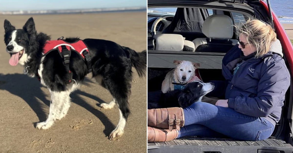 Heartbroken Dog Owner Joined By Dozens Of Dog Lovers For Collie's Final ...