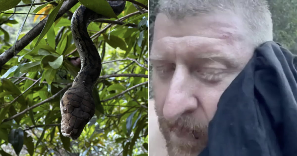 Man Bitten By Giant Python After Taking A Close-Up Photo - 9GAG