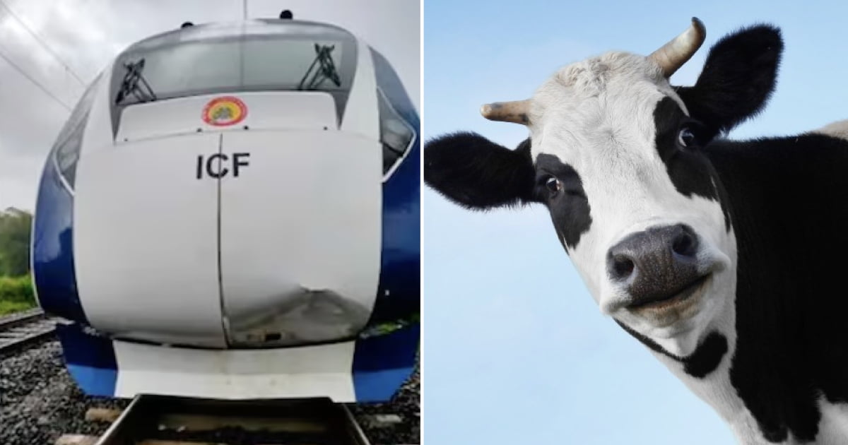 Man Killed By Cow After It Was Hit By Train And Flung 30M While He Was ...