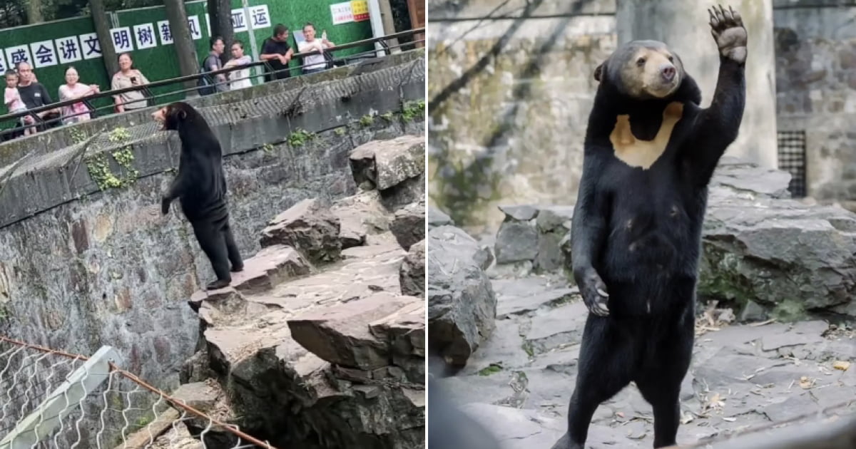 Chinese Zoo Denies Its Bears Are Humans In Costume - 9GAG