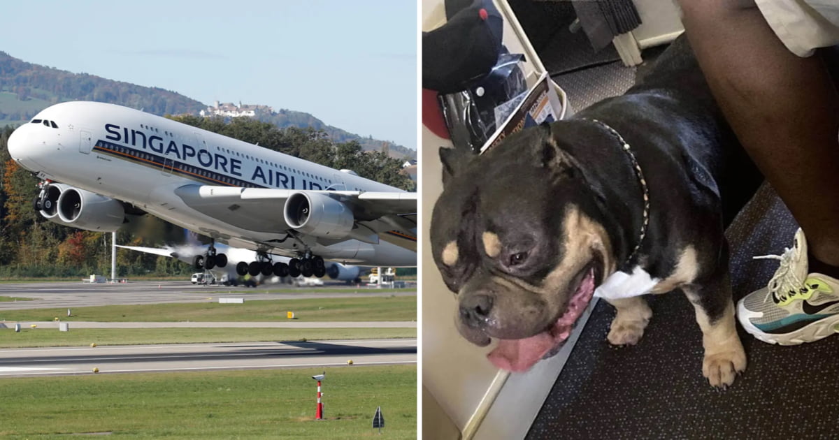 Couple Demand Refund After 'Farting Dog' Ruined Their 13-Hour Flight - 9GAG