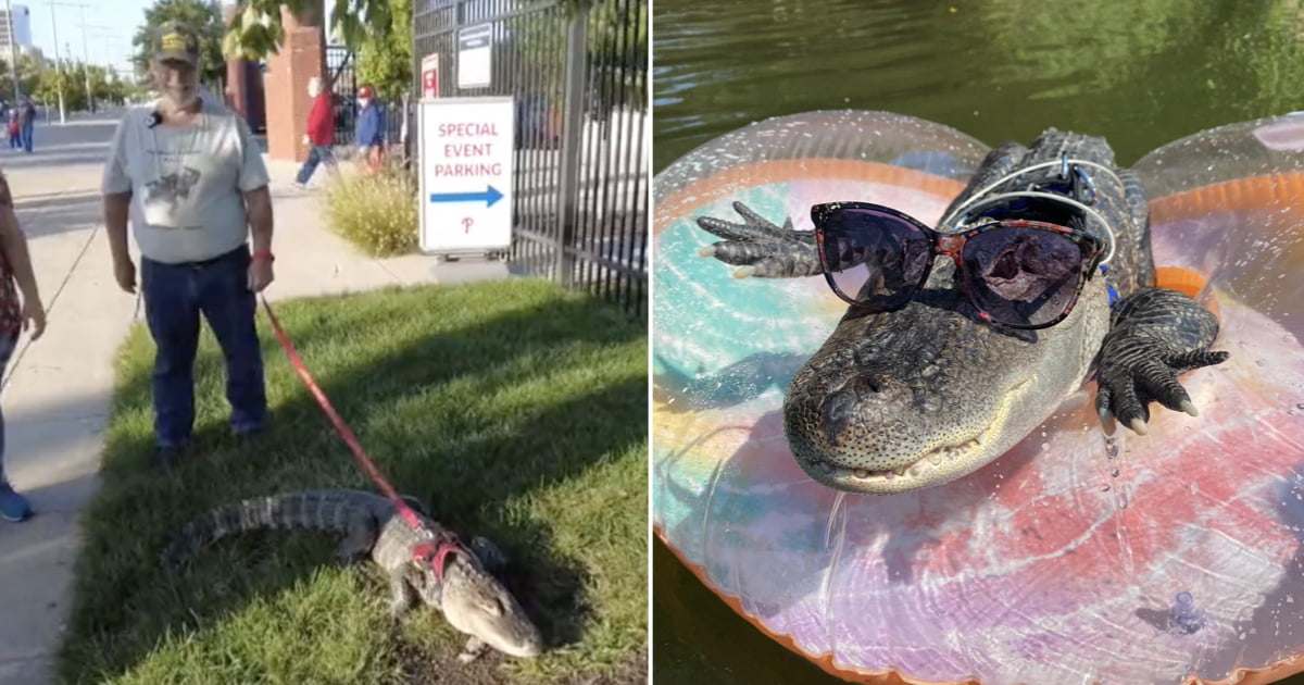 Fan who tried to bring emotional support alligator denied entry