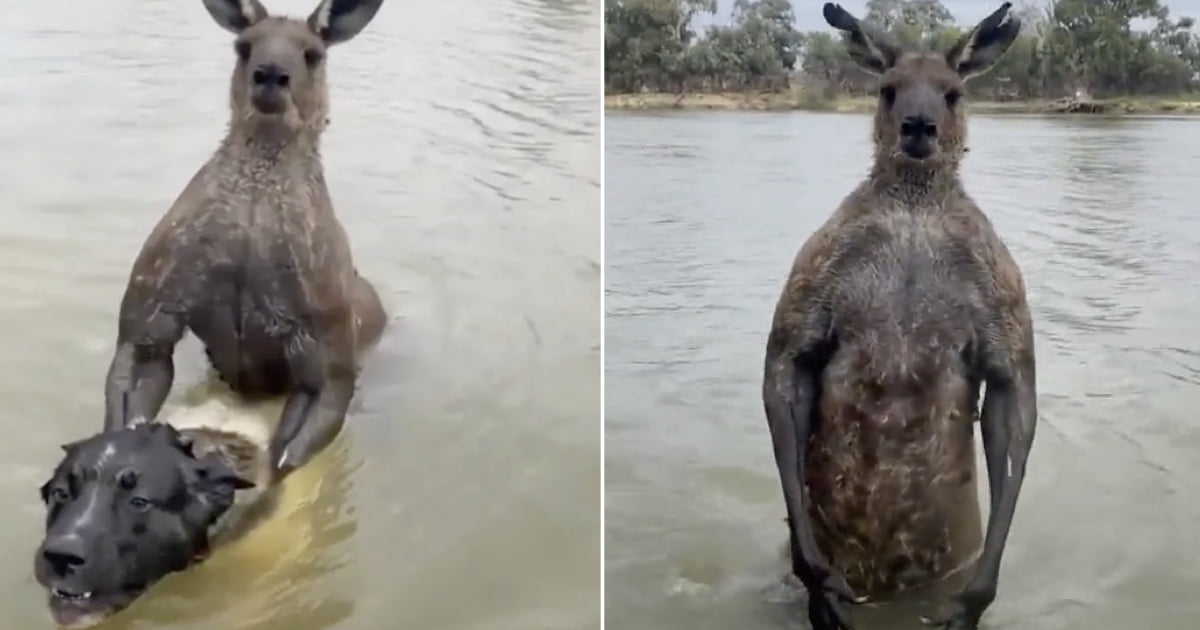 Australian Man Fights Off Kangaroo To Rescue His Dog - 9GAG