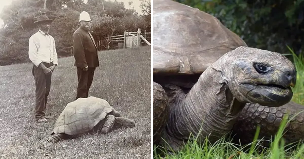 World’s Oldest Living Land Animal Celebrates 191st Birthday - 9GAG