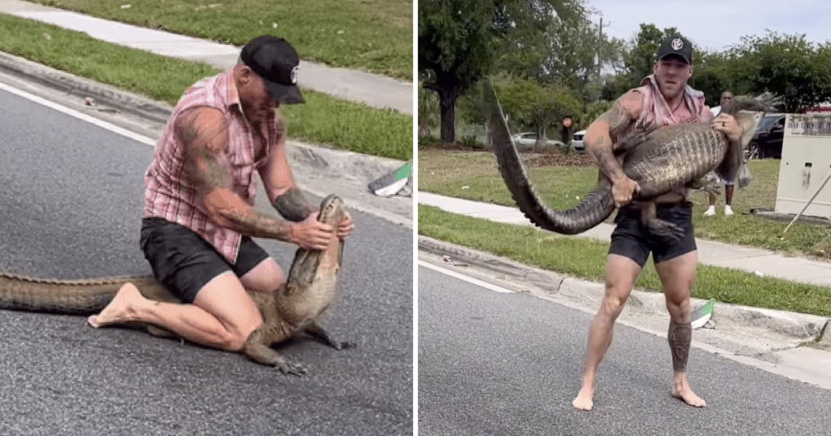 Florida MMA Fighter Captures 2.4-Meter Alligator With Bare Hands And ...