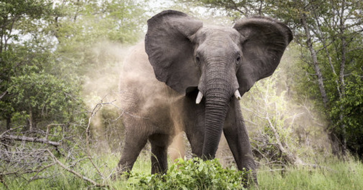 Safari Tourist Crushed To Death By Elephants After Leaving Car 