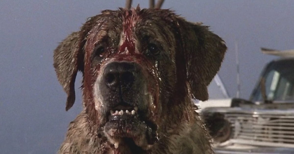 'Cujo' Remake In The Works At Netflix - 9GAG