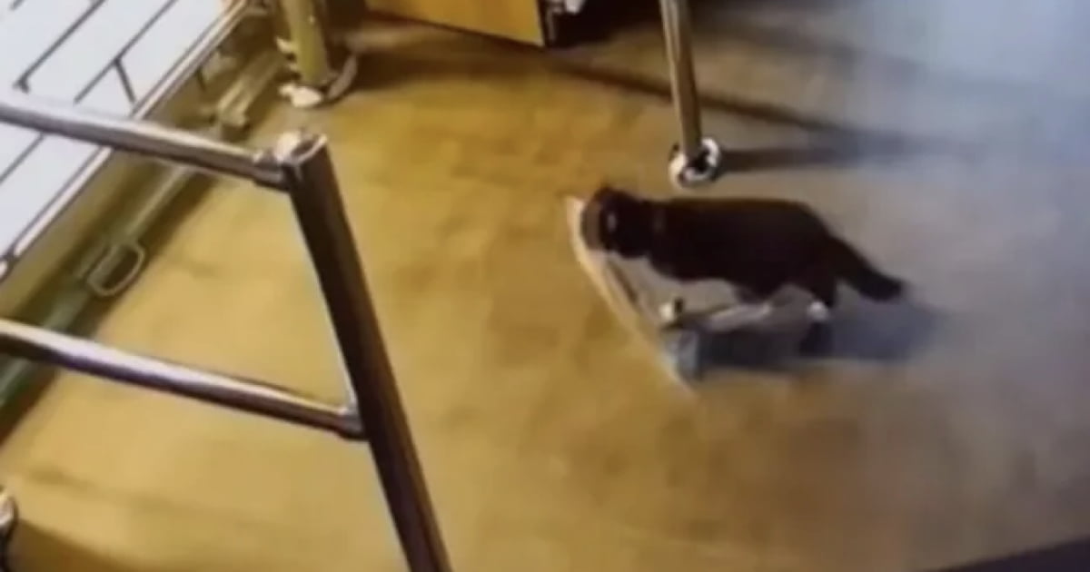 Supermarket Catches Cat Thief Who Wouldn’t Stop Stealing Food - 9GAG