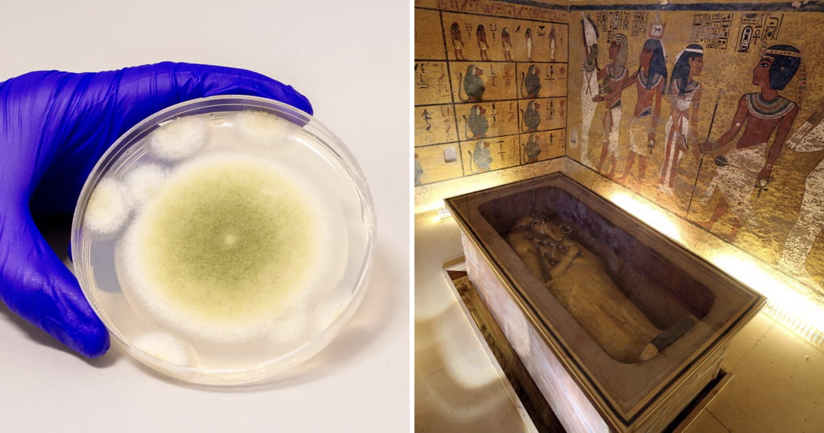 Deadly Fungus Once Linked To "Pharaoh's Curse" Shows Promise In Killing Cancer Cells - Science & Tech