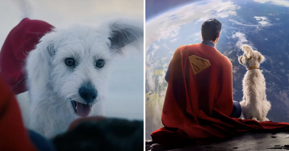 James Gunn's 'Superman' Leads To 513% Surge In Dog Adoption Interest - Animals