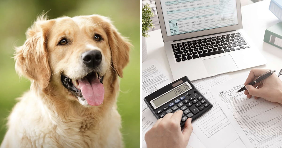 Woman Sues IRS To Get Pets Classified As Dependents & Eligible For Tax ...