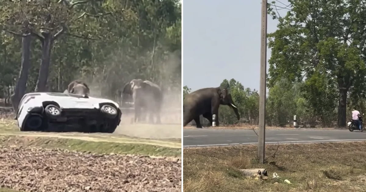 Elephant Goes On Destructive Rampage After Mating Session Is Disrupted ...