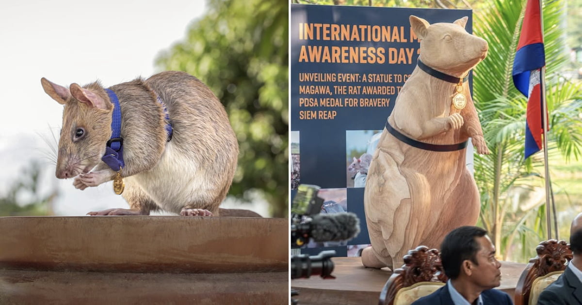 Landmine-Sniffing Rat Who Saved Countless Lives In Cambodia Is Honored ...